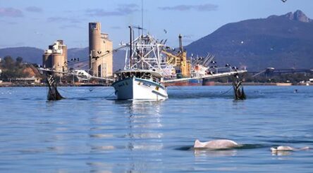 Image for Mako makes waves with tidal energy