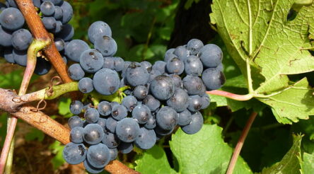 Image for Wine exports hit another record in 2018