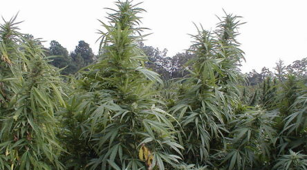 Image for Impression Healthcare wins right to sell medical cannabis products