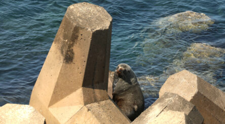 Image for Low carbon concrete defies the waves