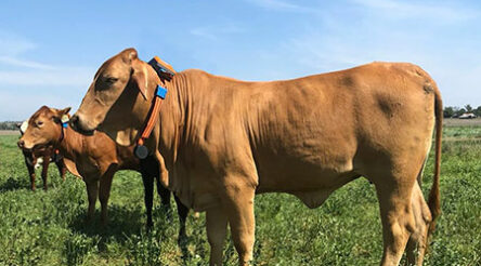 Image for Agersens makes progress in American agri-tech market