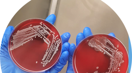 Image for Reece Pharmaceuticals scales up manufacturing