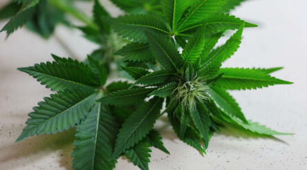 Image for LeafCann gets licence to manufacture medical cannabis