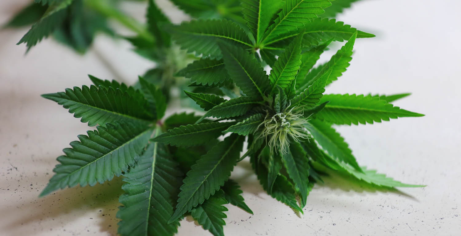 LC+361+2016_Web+Design+1_graph63