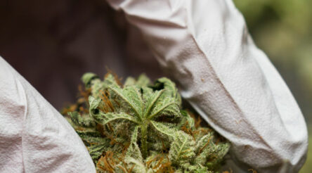 Image for IDT Australia gains medical cannabis manufacturing licence