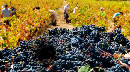 Image for Export grants help South Australian wines go global