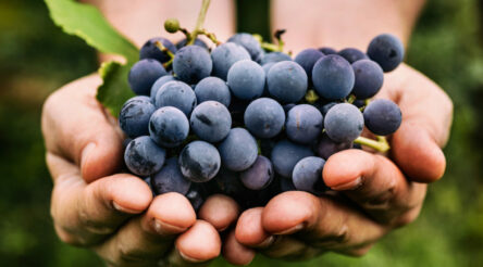 Image for Sparkling juice boosts wine sales in China