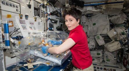 Image for To carve out a niche in space industries, Australia should focus on microgravity research rockets