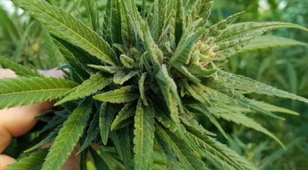 Image for Hemisphere’s “largest bio-pharma extraction facility” for cannabis gets manufacturing licence