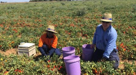 Image for Calix lines up distributor for novel agricultural chemical