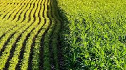 Image for GM crops: to ban or not to ban? That’s not the question