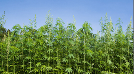 Image for NT set to develop industrial hemp industry