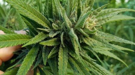 Image for Ribbon cut on southern hemisphere’s biggest cannabis manufacturing facility