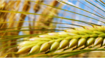 Image for Nufarm sells out of South America