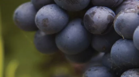 Image for ACCC warns winemakers in relations with small businesses