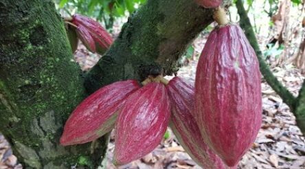 Image for Confectionery giant Mars Wrigley backs Australian diagnosis innovation  