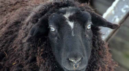 Image for NZ company develops face recognition for sheep