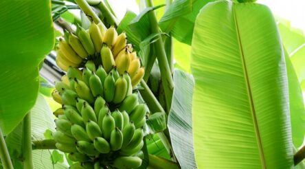 Image for Pseudostems to real packaging: researchers find new use for banana waste