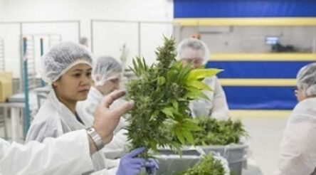 Image for Althea to expand into medicinal cannabis manufacturing