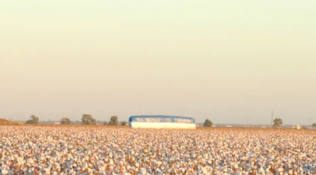 Image for Namoi Cotton settles oilseeds dispute