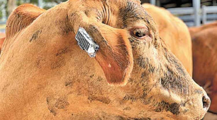 Image for Ceres Tag teams with Globalstar to trial cattle monitoring