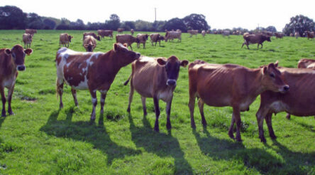 Image for Bubs raises $35 million, share trading halted