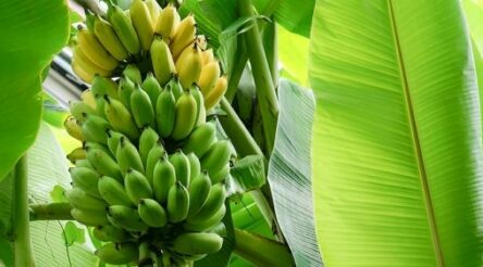 Image for Bread beats landfill for overripe bananas