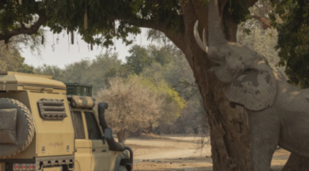 Image for Norweld trumpets its place in the wilds