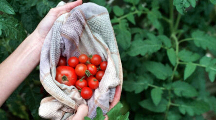 Image for Smart compost aims for more growth with less waste