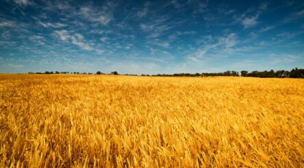 Image for Don’t panic: Australia has truly excellent food security