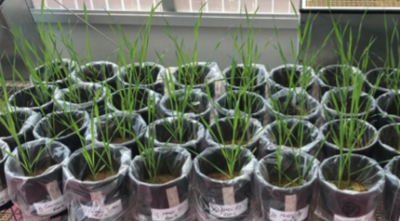 Image for Lithium looks to recycling as fertiliser additive