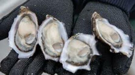 Image for Oyster business developing laser etching technology for authentication