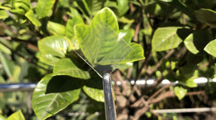 Image for Researchers seek industrial partners to scale up Australian smart glass breakthrough