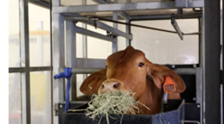 Image for FutureFeed to develop low-methane cattle feed