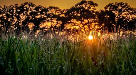 Image for The Morrison government wants to suck CO₂ out of the atmosphere. Here are 7 ways to do it