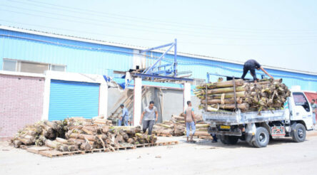 Image for Banana waste technology begins to bear fruit for Aussie company