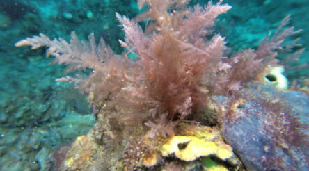 Image for Methane-busting seaweed farms on track for 2021 production