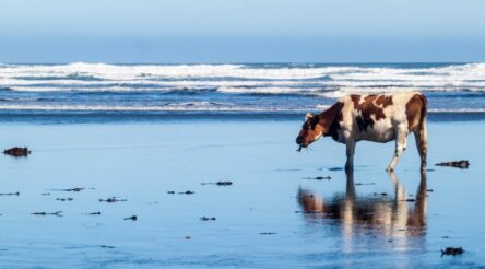 Image for Methane busting cow feed wins $1 million global prize