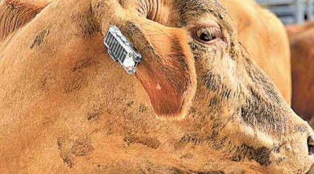 Image for Ceres Tag smart cattle tag to use Globalstar for communication