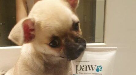 Image for Blackmores accelerates growth in Asia vitamins markets