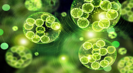 Image for Monash chemical engineers in algae-to-hydrogen breakthrough