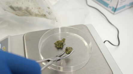 Image for CSIRO to develop medicinal cannabis products
