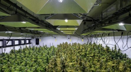 Image for Local cannabis market booming, but R&D being stifled: industry