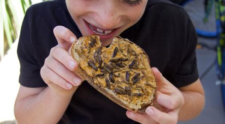 Image for 4 reasons insects could be a staple in Aussie diets, from zesty tree ants to peanut-buttery bogong moths