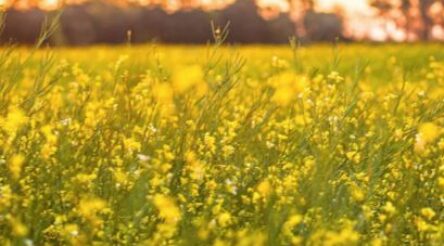 Image for Nufarm recovers with markets and performance improvement