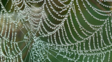 Image for Secrets in spider silk “could herald a revolution in manufacturing”