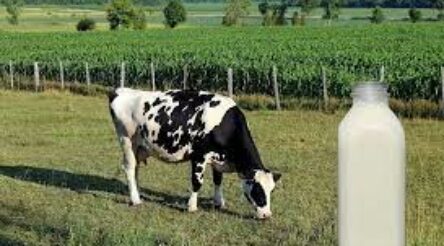 Image for Deakin hydrogen hub announces feasibility study for Australia/Uruguay dairy industries