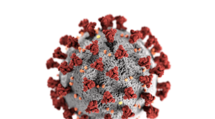 Image for Company behind Australian Covid therapeutic anticipates human trials this year