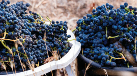 Image for Australian wine production rebounds in 2021 vintage