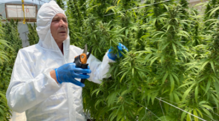 Image for Southport cannabis factory features in Canadian company’s global expansion
